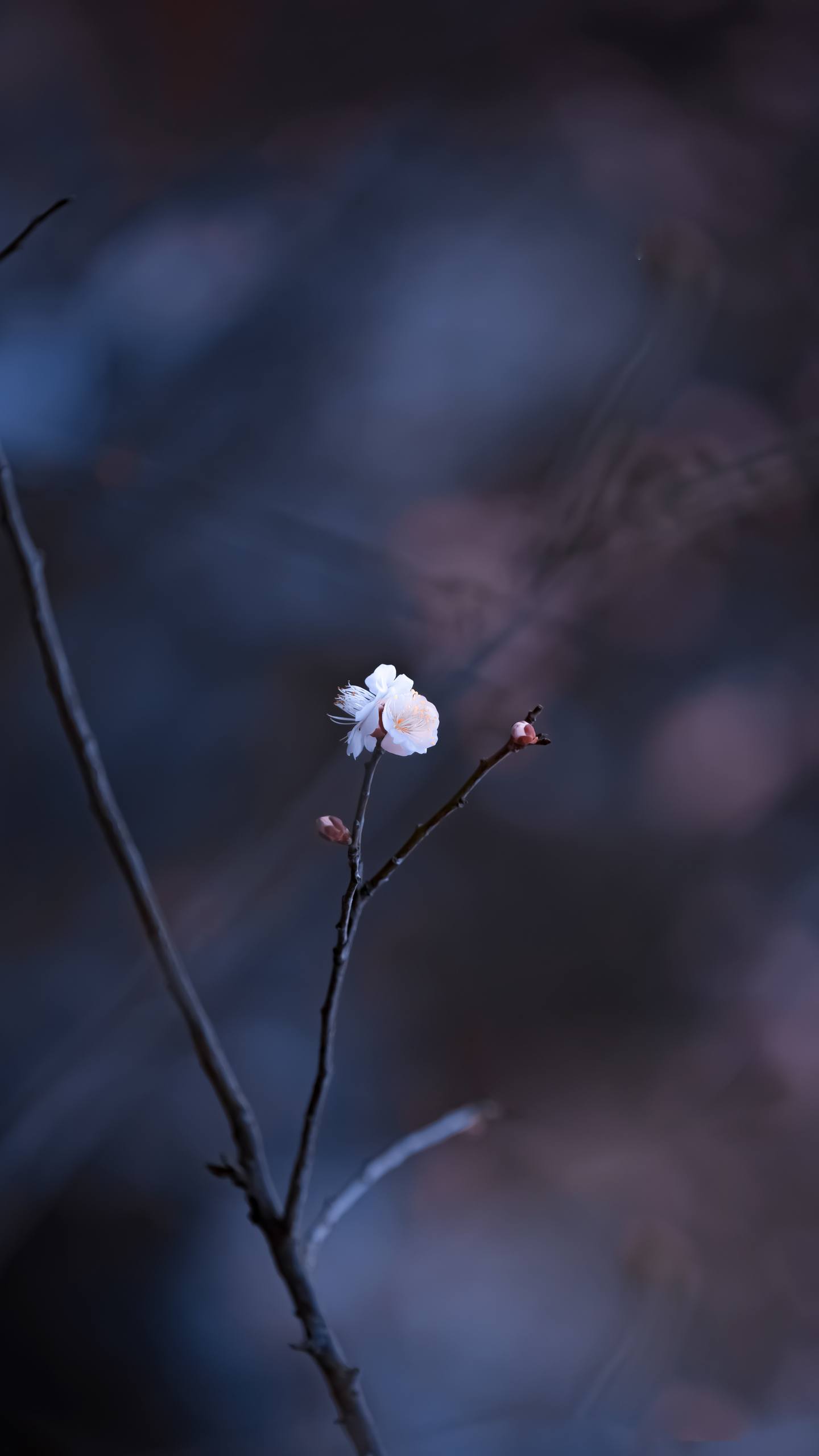 壁纸手机极简壁纸预览