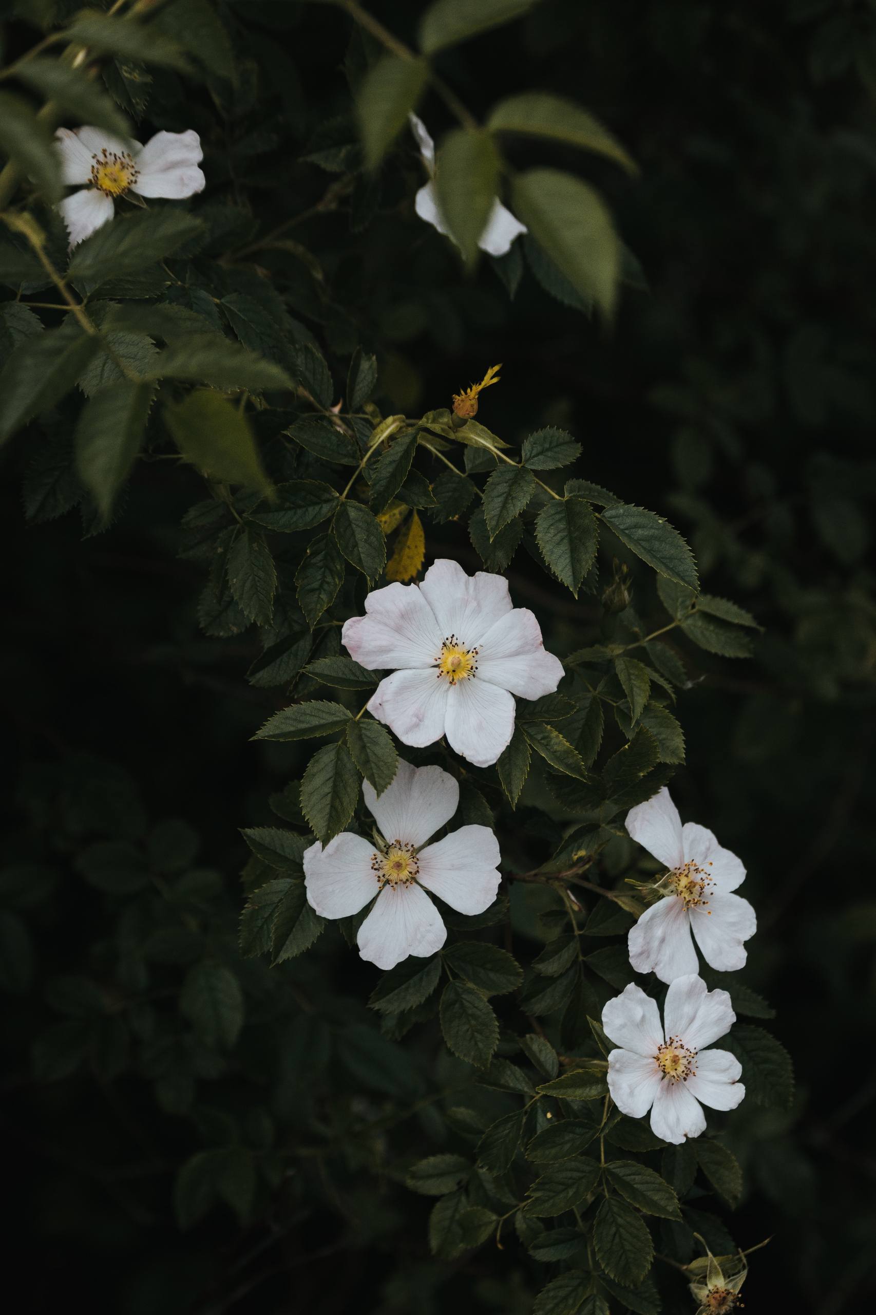 极简花朵：手机桌面上的禅意花园详细内容2