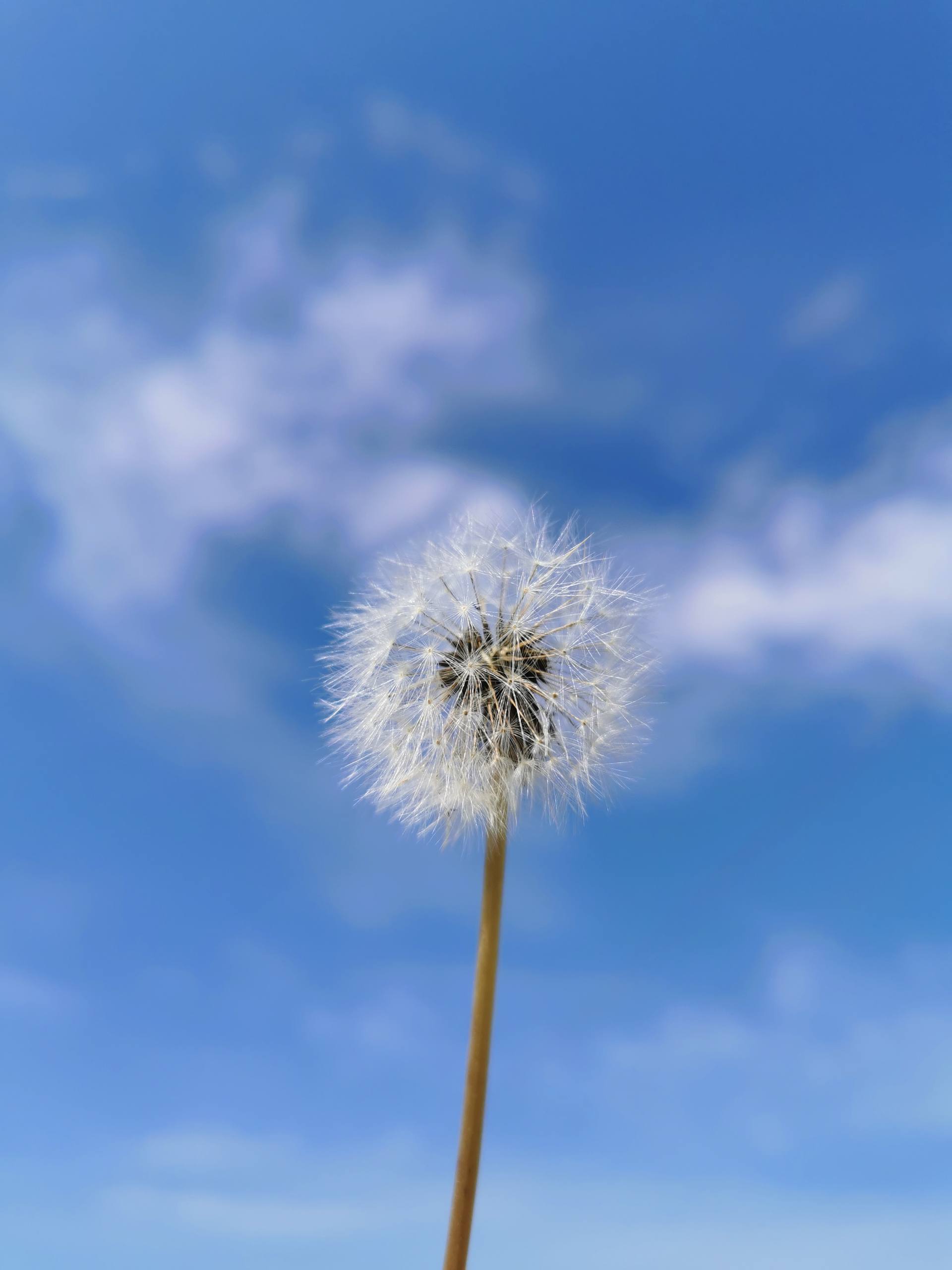 极简粉红梦境：高清护眼壁纸，一键下载你的手机小确幸详细内容1