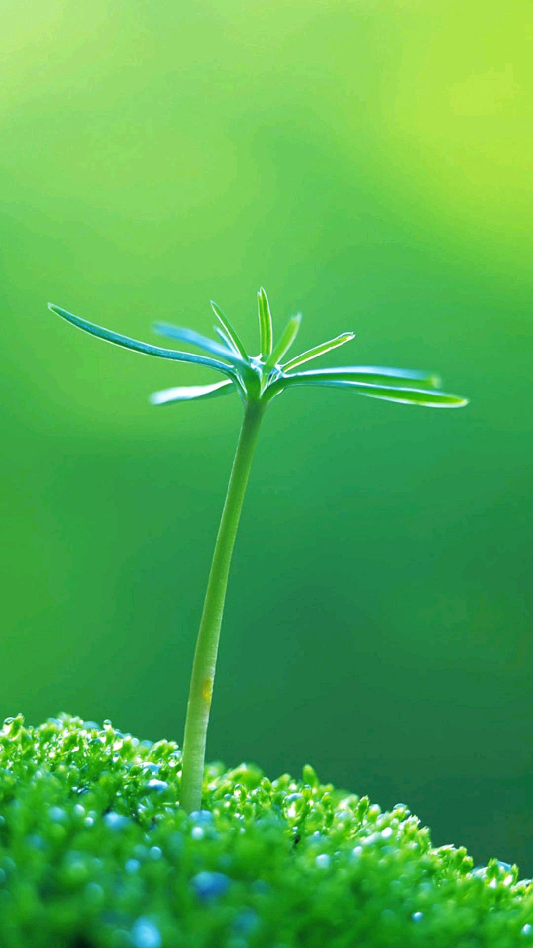 极简之泪：苹果手机壁纸下的伤感动漫心语详细内容2