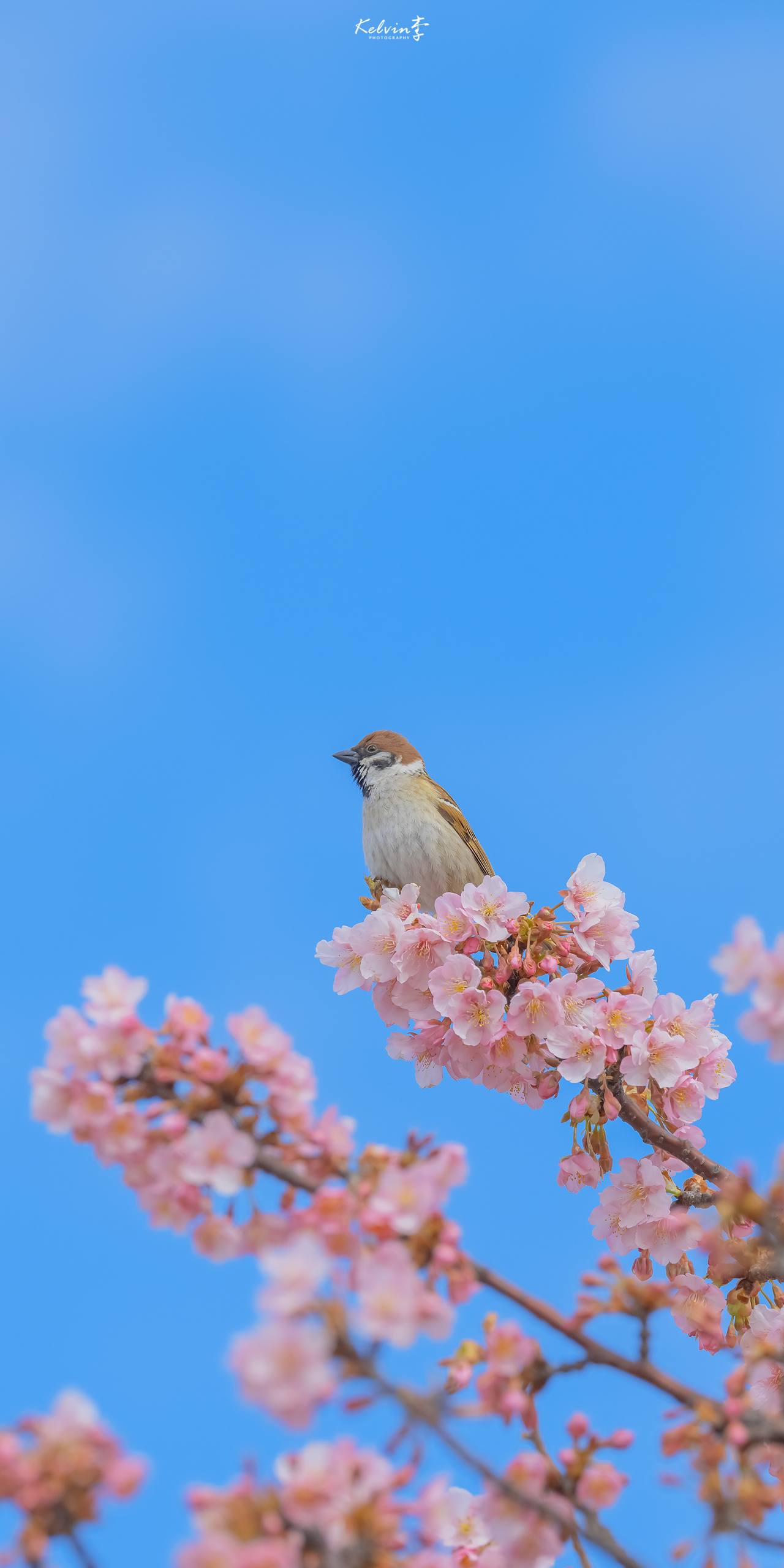 极简视界：高清手机壁纸，让眼睛和心灵一起旅行详细内容2