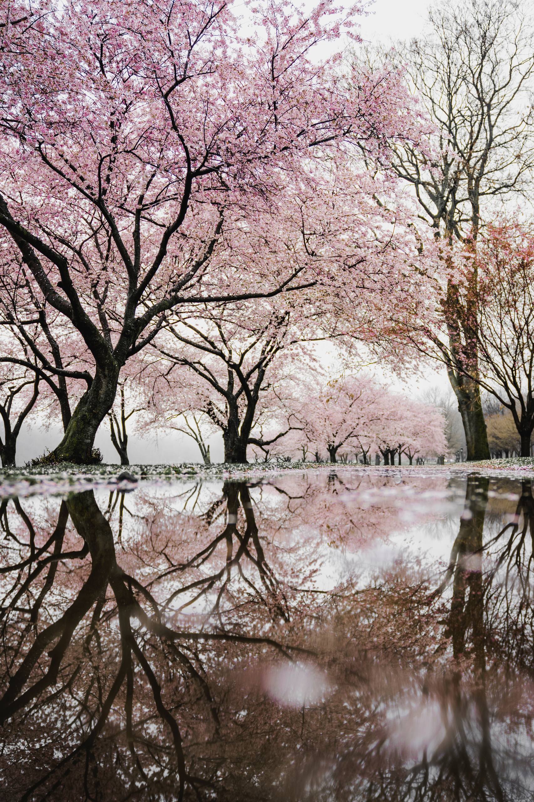 古风极简：苹果手机上的静谧画卷详细内容1