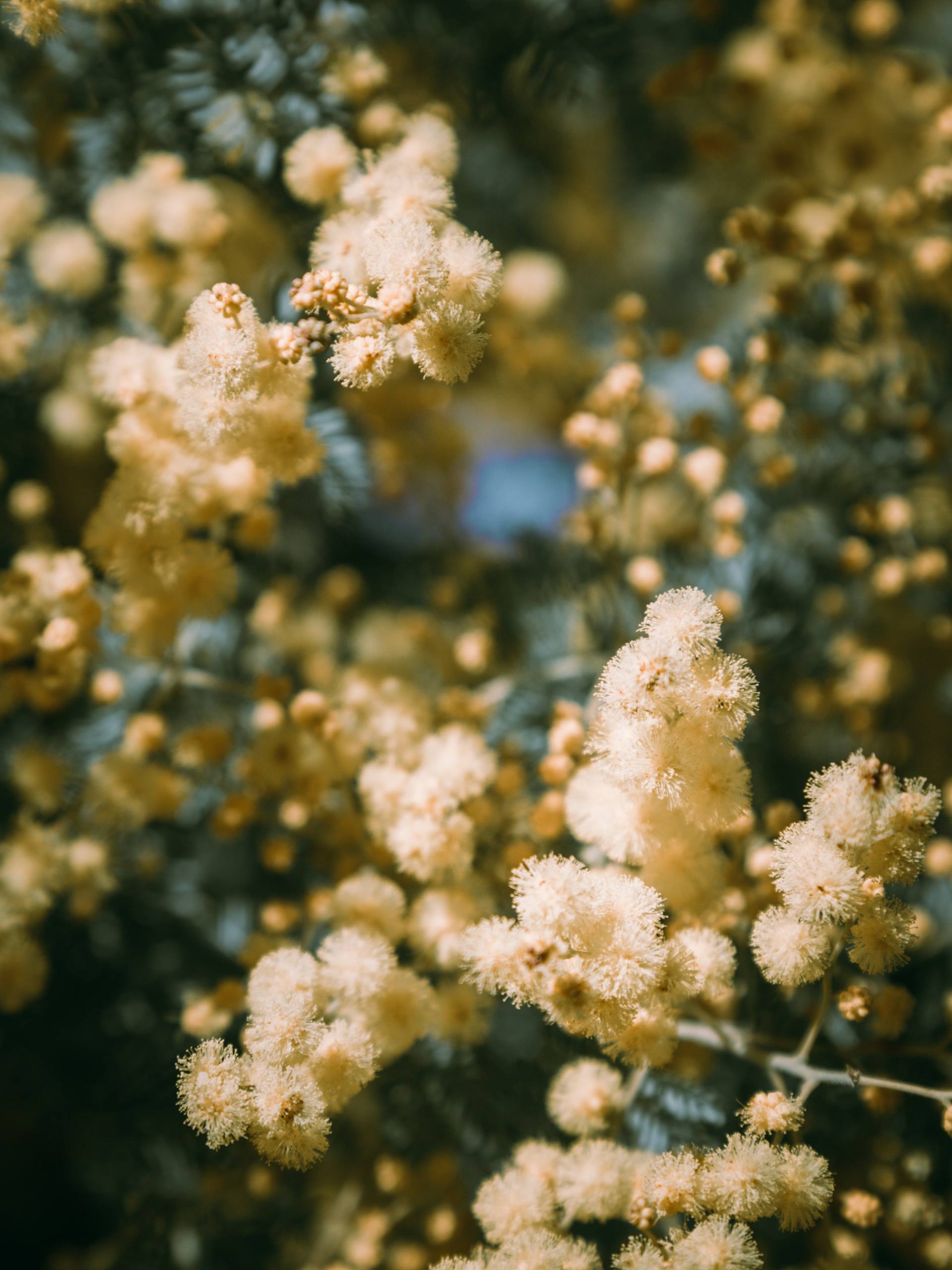 极简花朵：解锁你的安卓壁纸新境界详细内容2