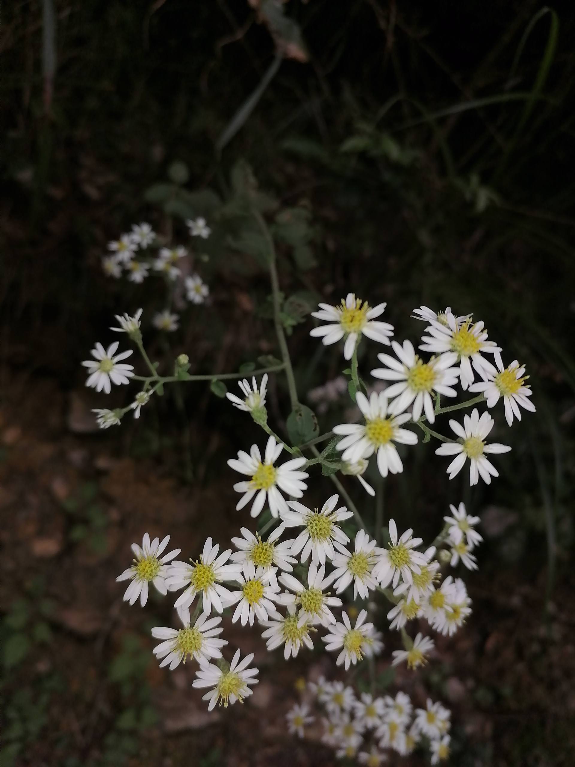 极简花朵：手机桌面上的禅意花园详细内容3