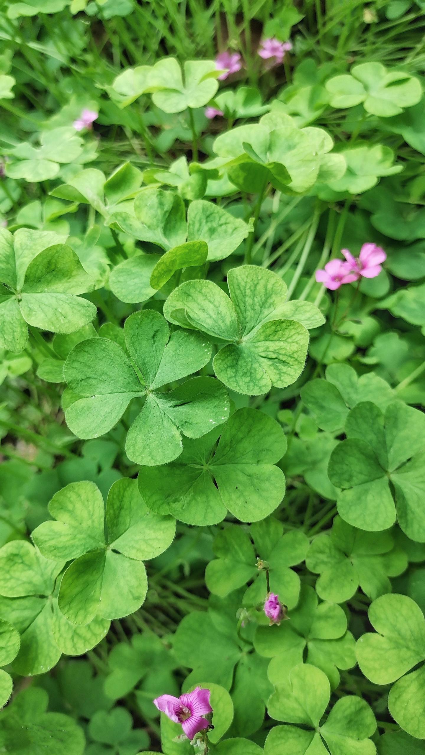 极简风壁纸：苹果手机的伤感护眼艺术详细内容2