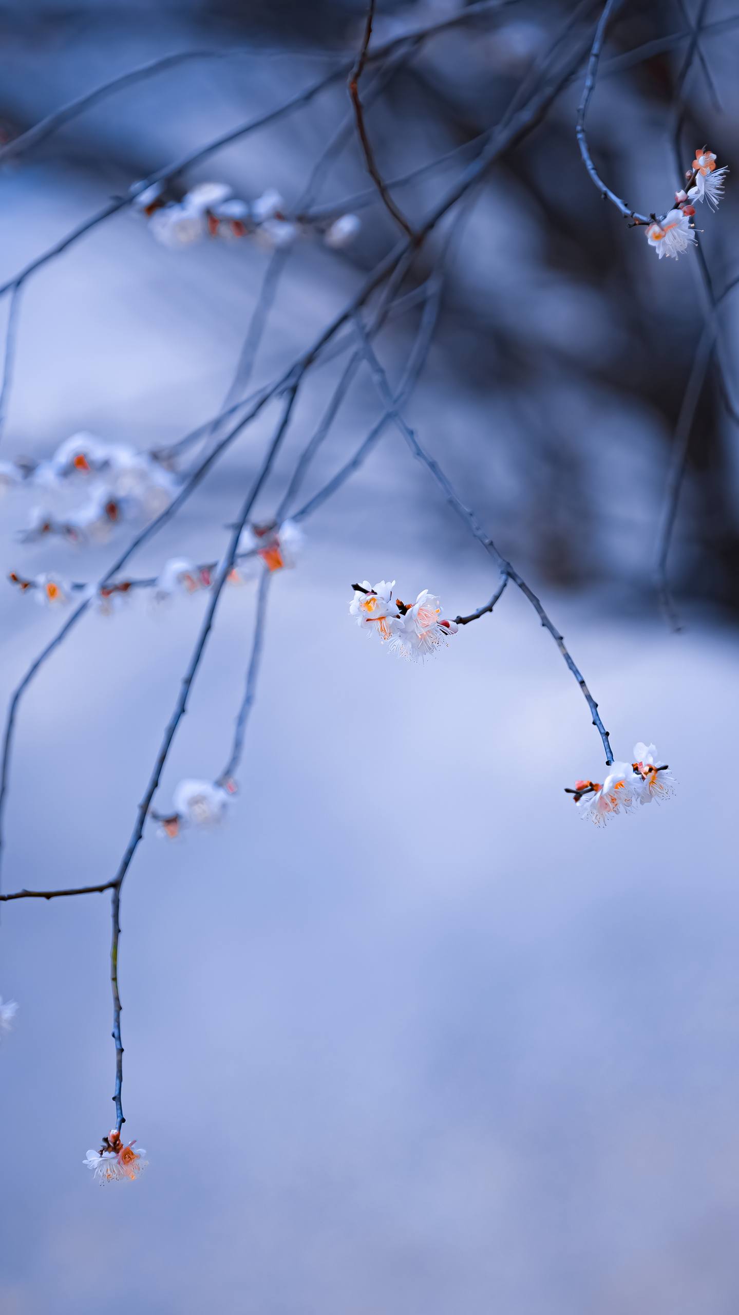 极简美学：苹果手机高清壁纸的视觉盛宴详细内容3