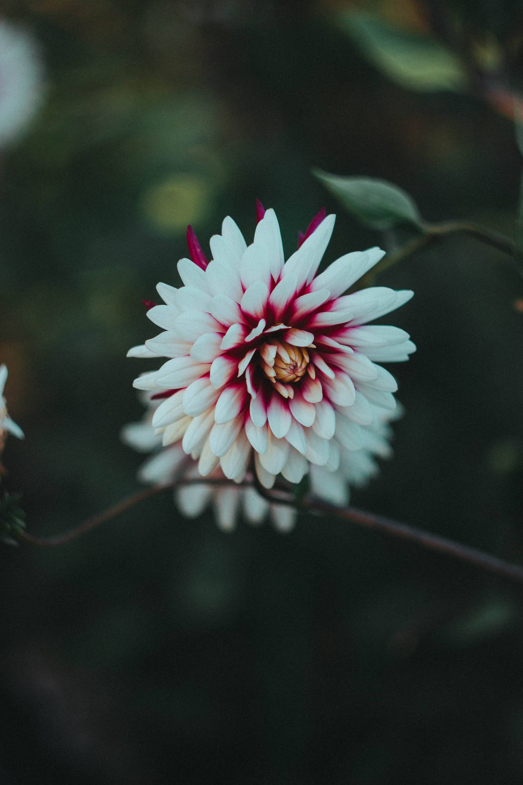 极简粉调：苹果手机壁纸的优雅瞬间详细内容3