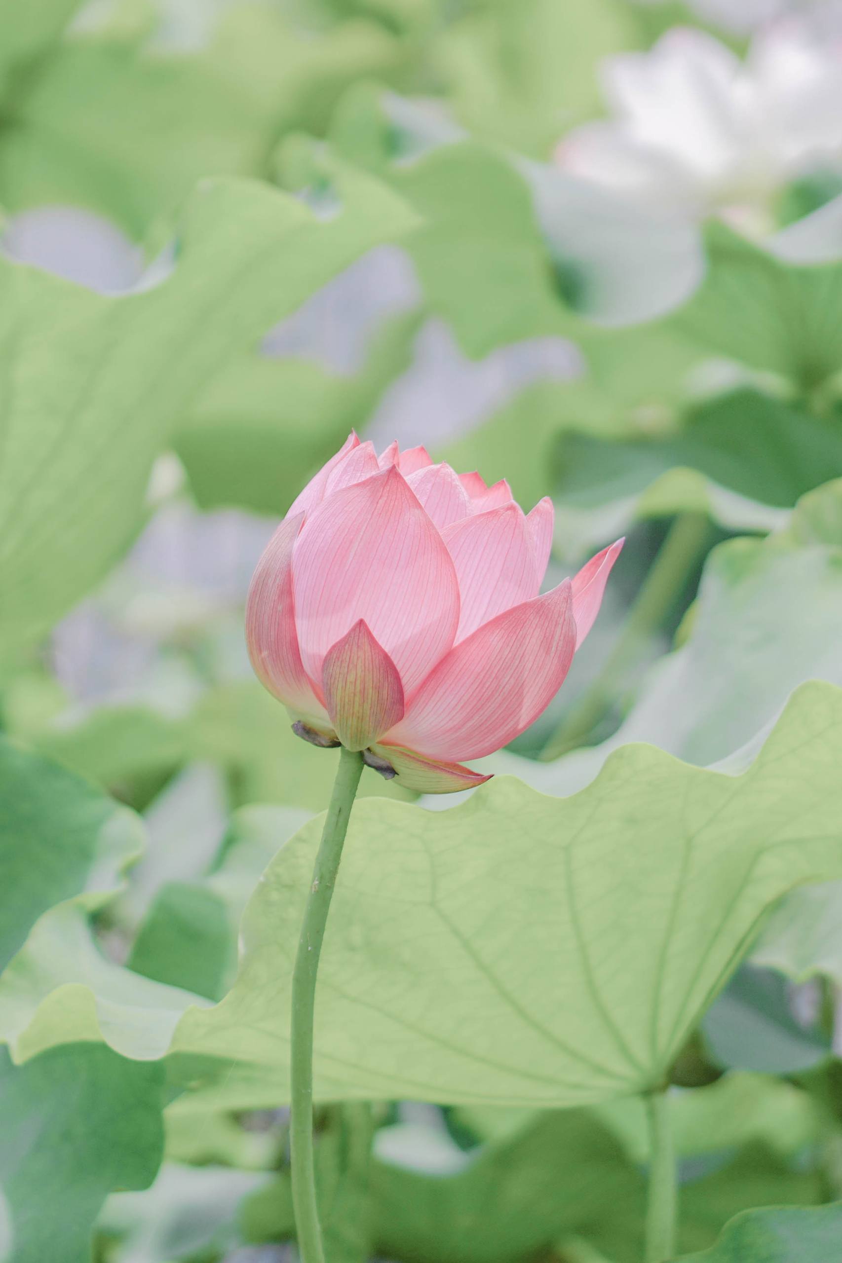 黑白极简风：动漫角色与苹果桌面的完美邂逅详细内容3