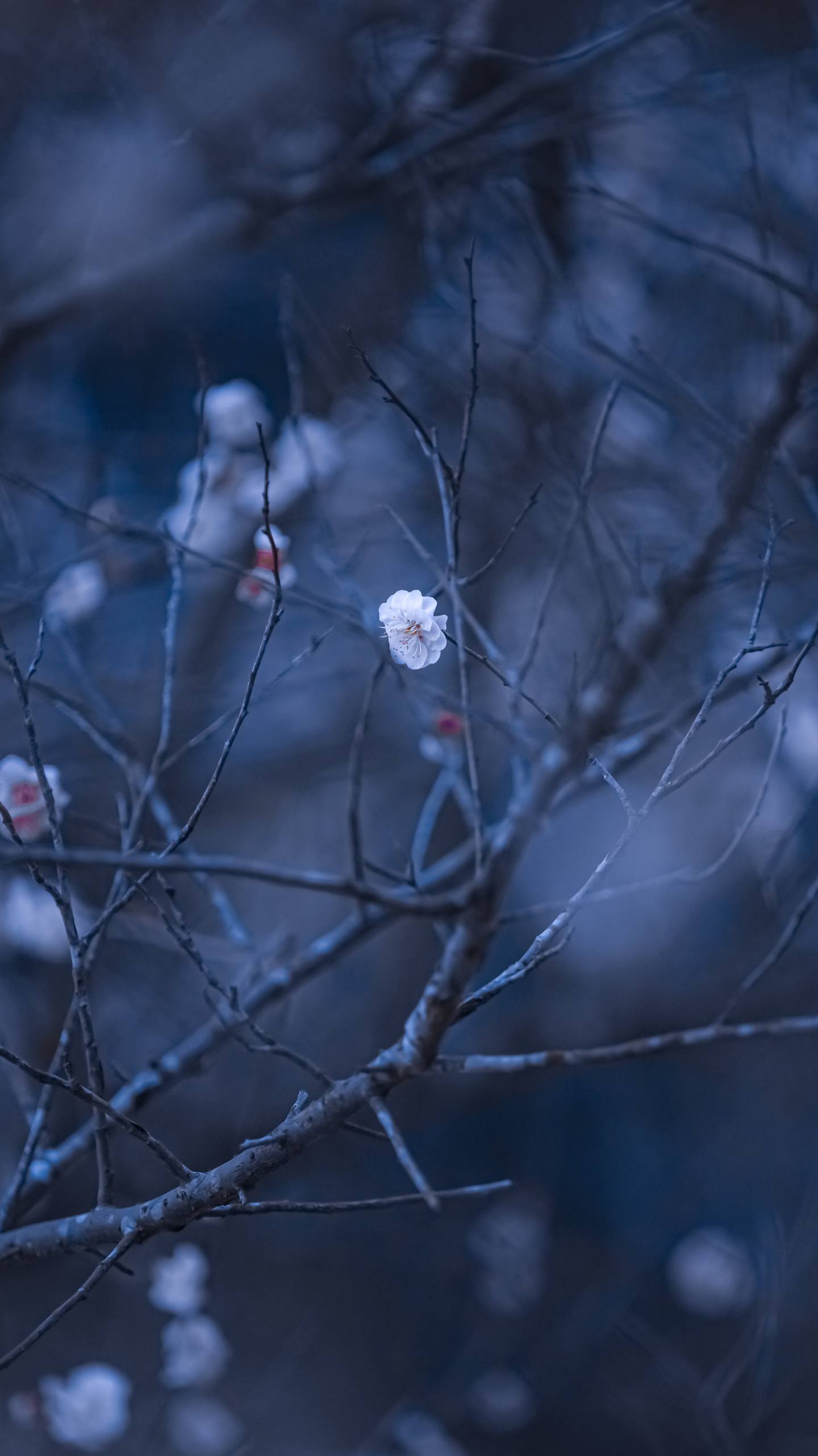 极简风壁纸：手机屏幕上的艺术禅意详细内容3